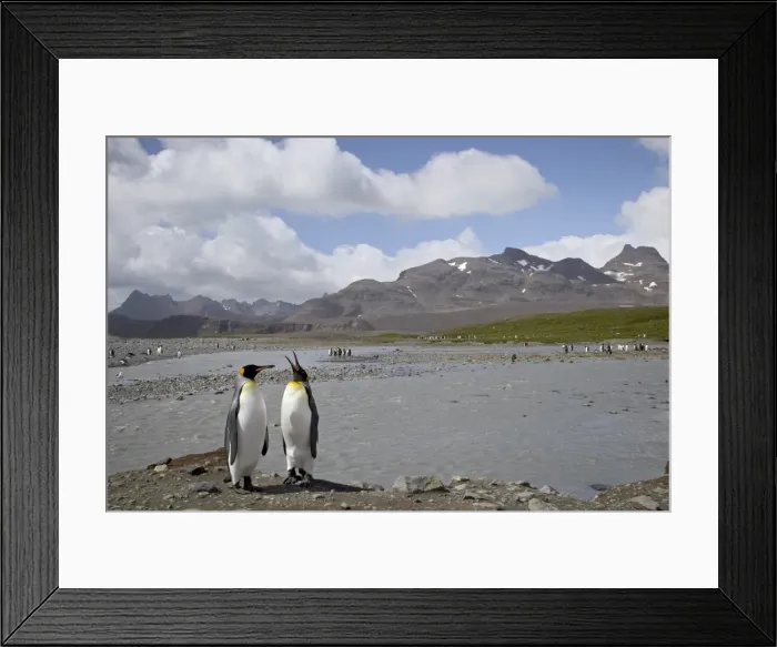 Framed Print : King penguin (Aptenodytes patagonica) pair next to a stream Framed Print : King penguin (Aptenodytes patagonica) pair next to a stream