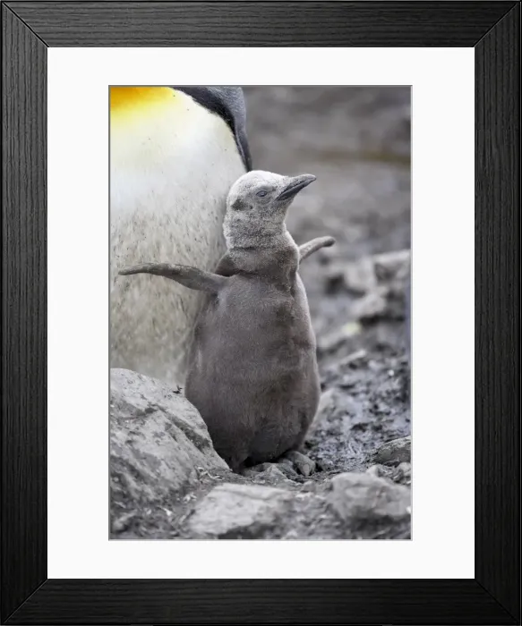 Framed Print : First season king penguin Framed Print : First season king penguin