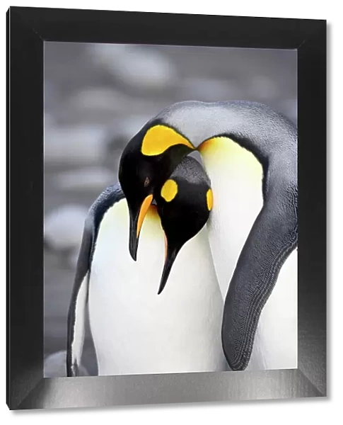 King penguin (Aptenodytes patagonica) pair pre-mating behaviour