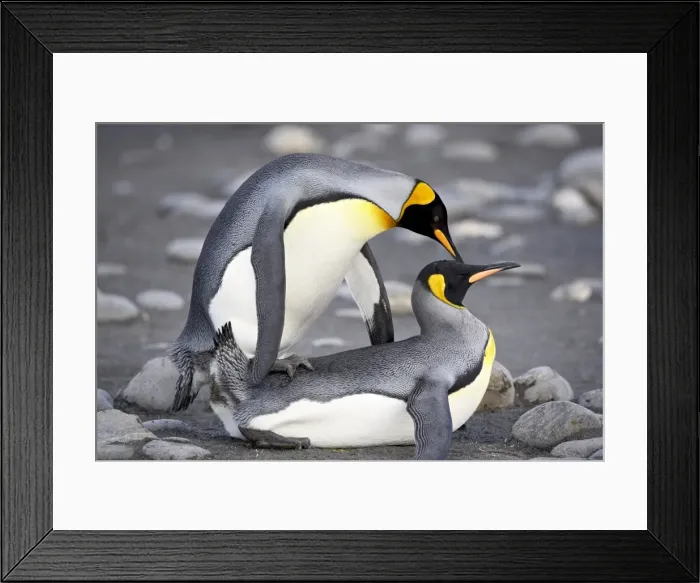 Framed Print : King penguin (Aptenodytes patagonica) pair mating Framed Print : King penguin (Aptenodytes patagonica) pair mating
