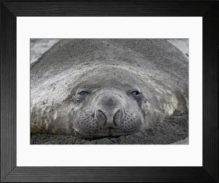 Framed Print : Young male Southern Elephant Seal or Sea Elephant Framed Print : Young male Southern Elephant Seal or Sea Elephant