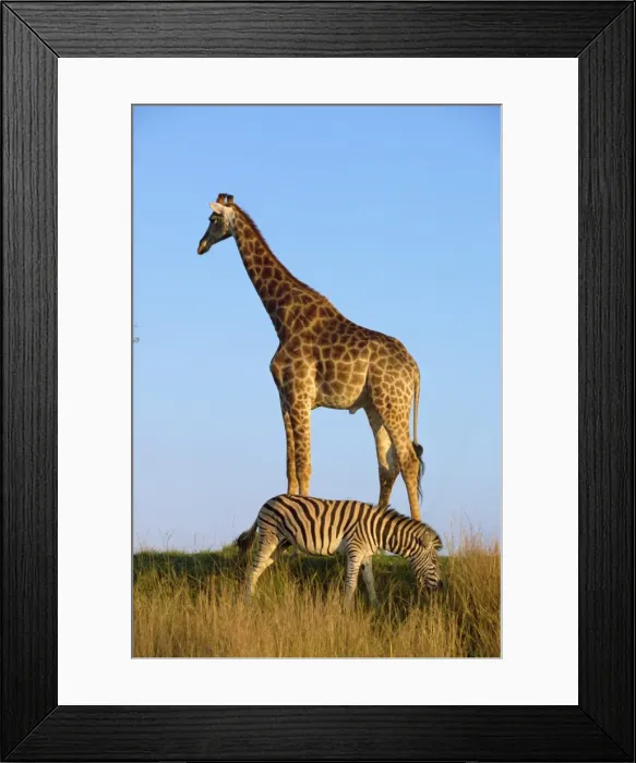 Framed Print : Zebra and giraffe Framed Print : Zebra and giraffe