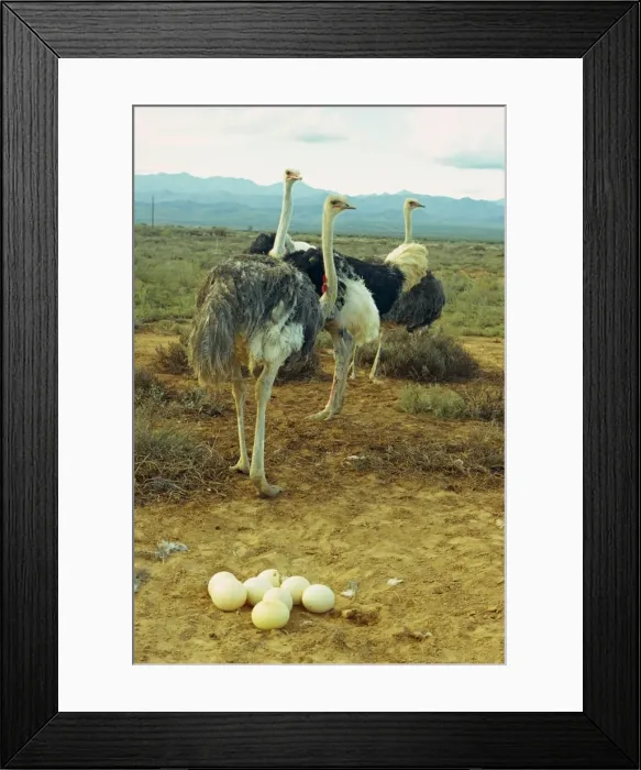 Framed Print : A troupe of ostriches with their progeny Framed Print : A troupe of ostriches with their progeny
