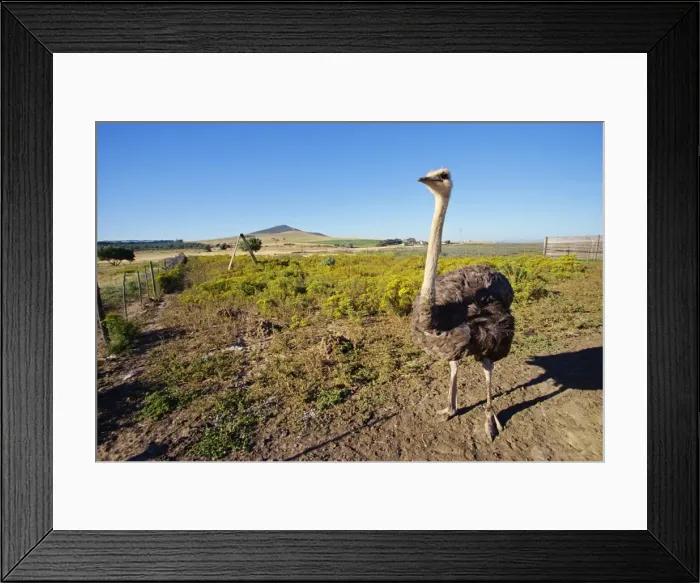 Framed Print : Tourist Farm Framed Print : Tourist Farm