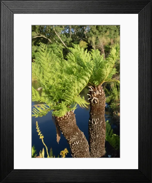 Framed Print : Kirstenbosch Botanical Garden Framed Print : Kirstenbosch Botanical Garden