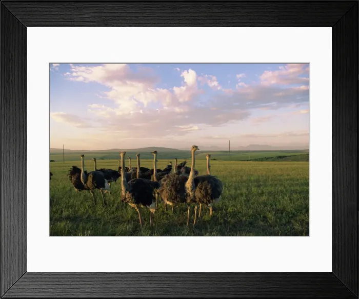 Framed Print : Ostrich farms Framed Print : Ostrich farms