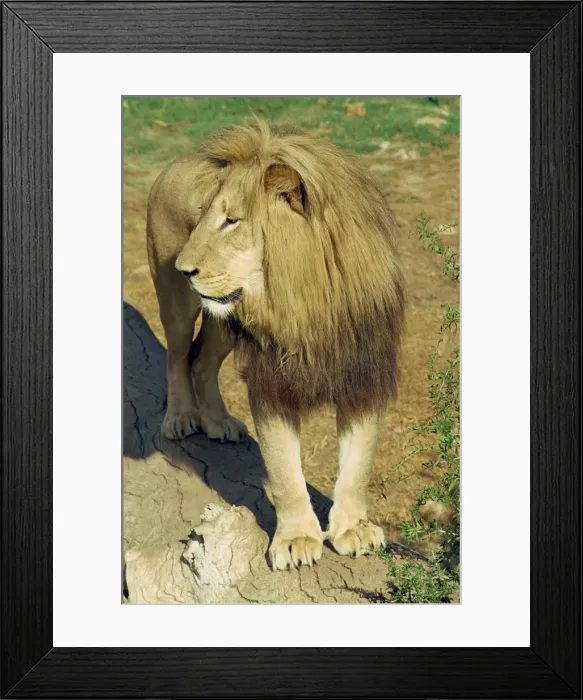 Framed Print : A lion at the Cango Wildlife Ranch Framed Print : A lion at the Cango Wildlife Ranch