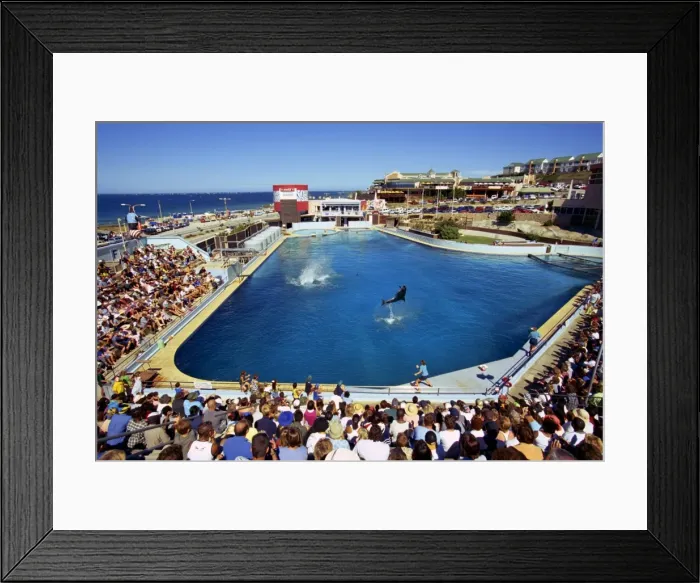 Framed Print : Dolphins show Framed Print : Dolphins show