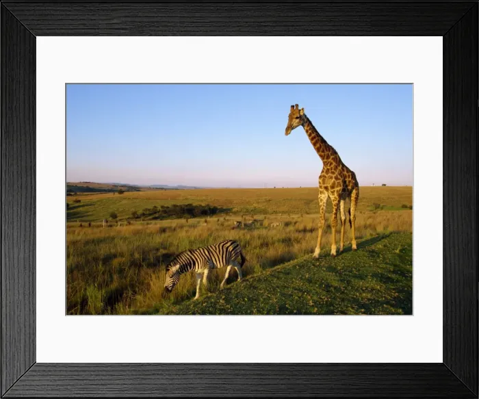 Framed Print : Giraffe and zebra Framed Print : Giraffe and zebra