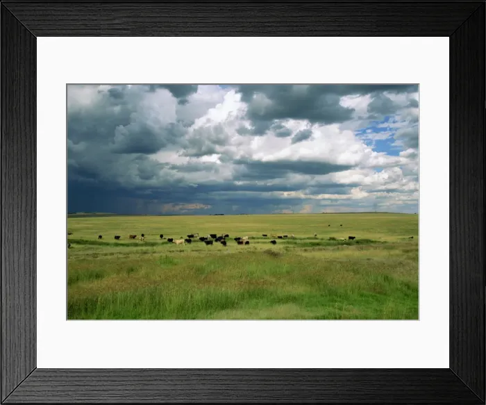 Framed Print : Cattle ranching Framed Print : Cattle ranching