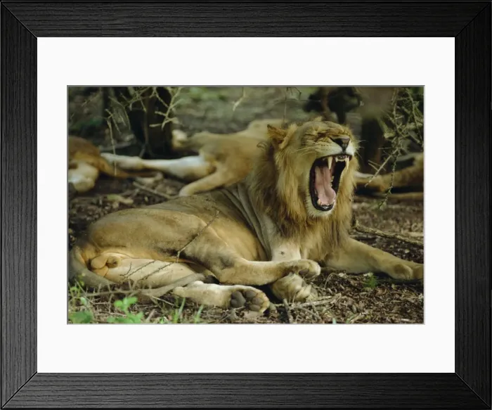 Framed Print : Lion, Umfolozi game reserve Framed Print : Lion, Umfolozi game reserve