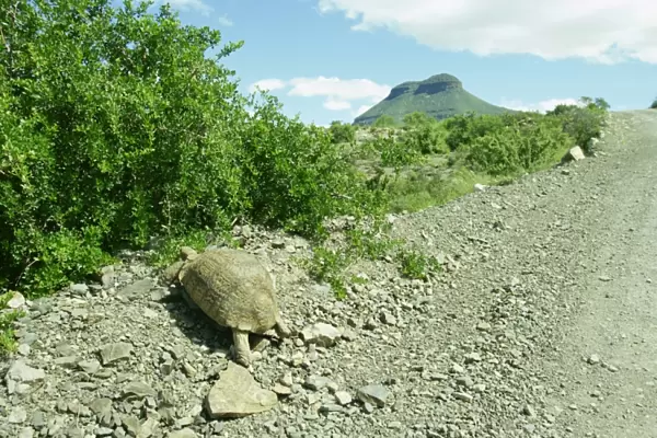 Tortoise near the Karoo town of Graaff-Reinet