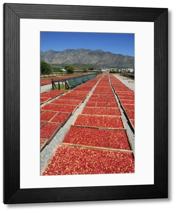 Framed Print : Dried tomatoes at Montagu Framed Print : Dried tomatoes at Montagu