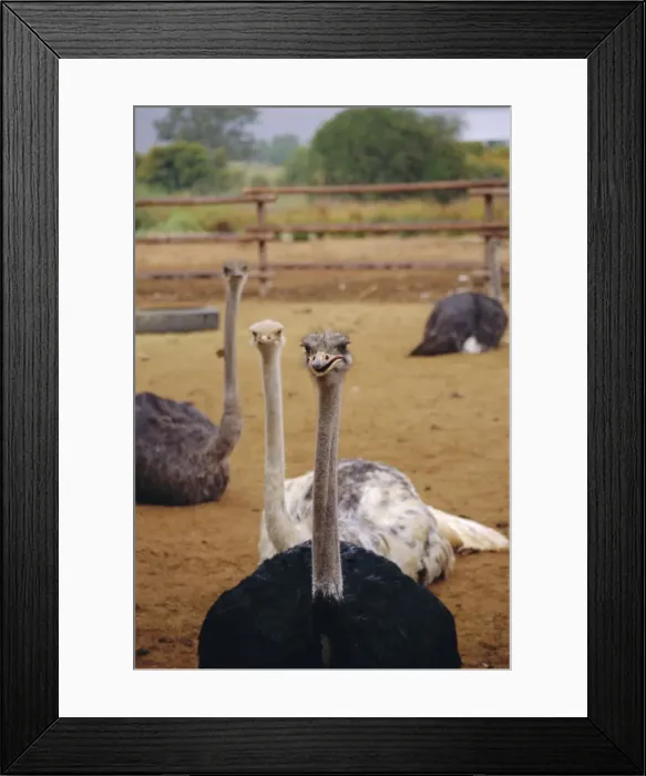 Framed Print : Ostrich farm in Oudtshoorn Framed Print : Ostrich farm in Oudtshoorn