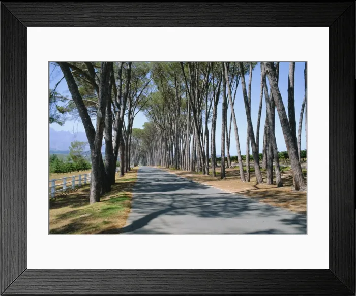 Framed Print : Avenue of trees Framed Print : Avenue of trees