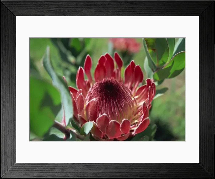 Framed Print : Close-up of Protea flower Framed Print : Close-up of Protea flower
