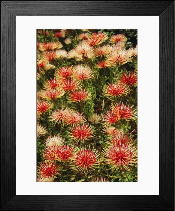 Framed Print : Protea, South Africa Framed Print : Protea, South Africa