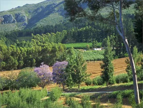 Rural scenic near Stellenbosch