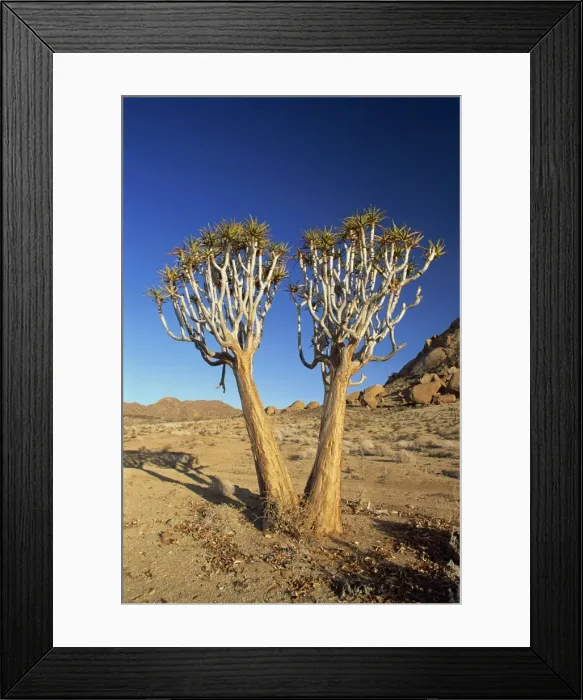 Framed Print : Quiver trees Framed Print : Quiver trees