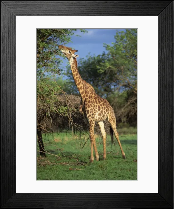 Framed Print : Giraffe grazing Framed Print : Giraffe grazing