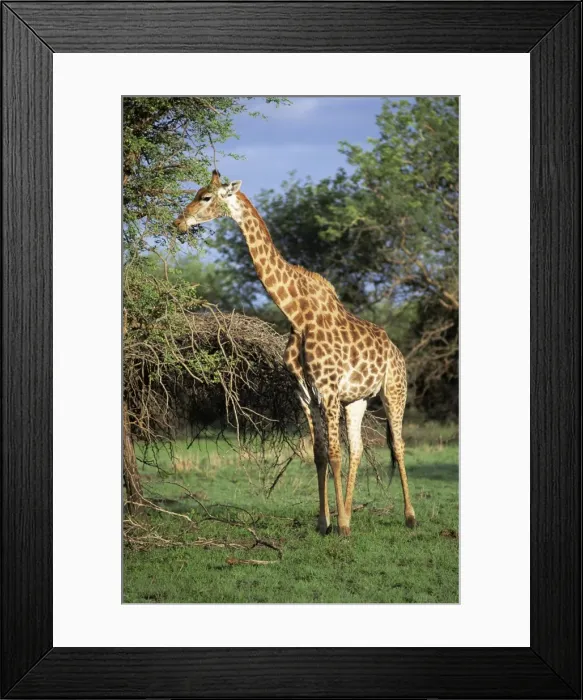 Framed Print : Giraffe, Mkuzi Game Reserve Framed Print : Giraffe, Mkuzi Game Reserve