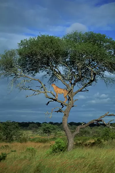 Cheetah in a tree