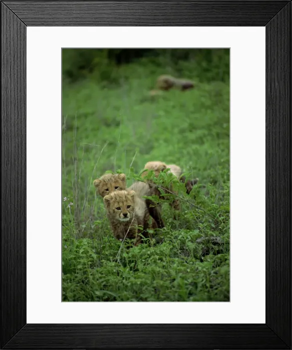 Framed Print : A small group of cheetah cubs Framed Print : A small group of cheetah cubs