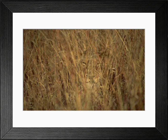 Framed Print : Portrait of a lioness hiding and camouflaged in long grass Framed Print : Portrait of a lioness hiding and camouflaged in long grass