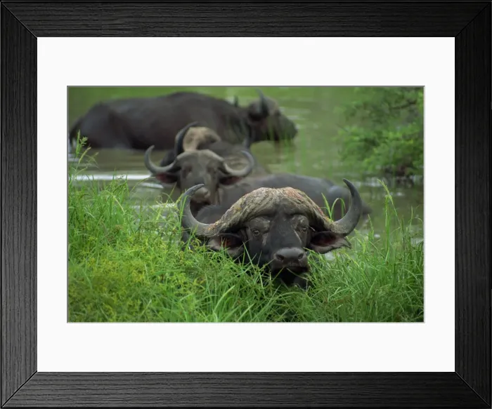 Framed Print : Close-up of head of cape buffalo (Syncerus caffer) Framed Print : Close-up of head of cape buffalo (Syncerus caffer)