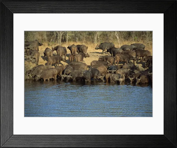 Framed Print : A herd of Cape buffalo (Syncerus caffer) drinking at a water hole Framed Print : A herd of Cape buffalo (Syncerus caffer) drinking at a water hole