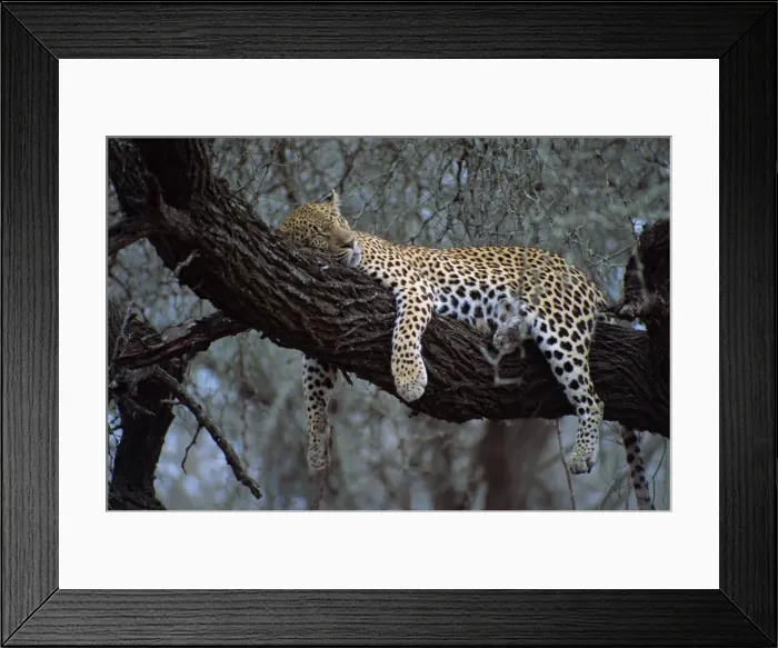 Framed Print : Close-up of a single leopard ( Panthera pardus ) Framed Print : Close-up of a single leopard ( Panthera pardus )
