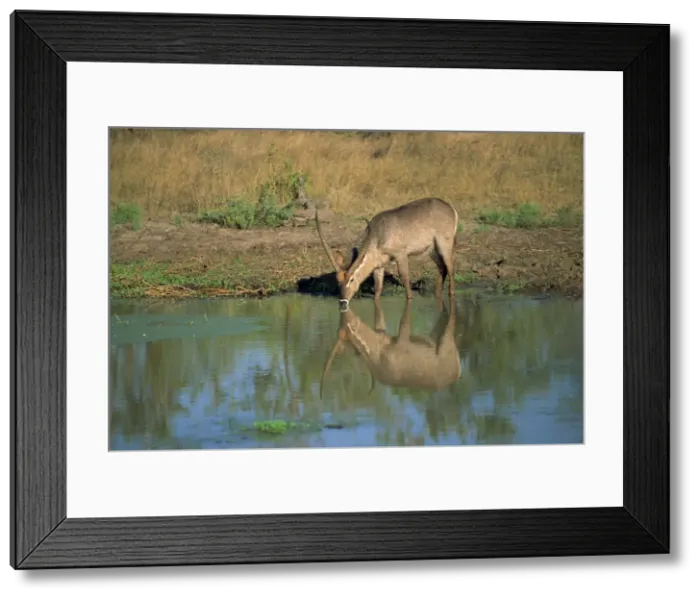 Framed Print : A single waterbuck