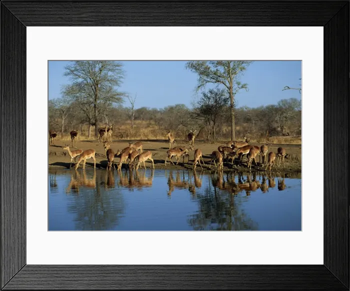 Framed Print : Tranquil scene of a group of impala Framed Print : Tranquil scene of a group of impala