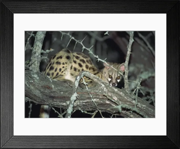 Framed Print : Close-up of a single small spotted genet Framed Print : Close-up of a single small spotted genet