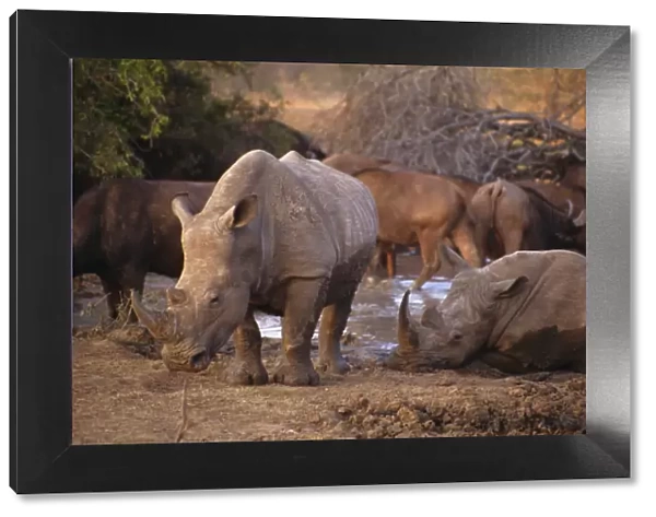 Square-lipped Rhino (Ceratotherium simum)