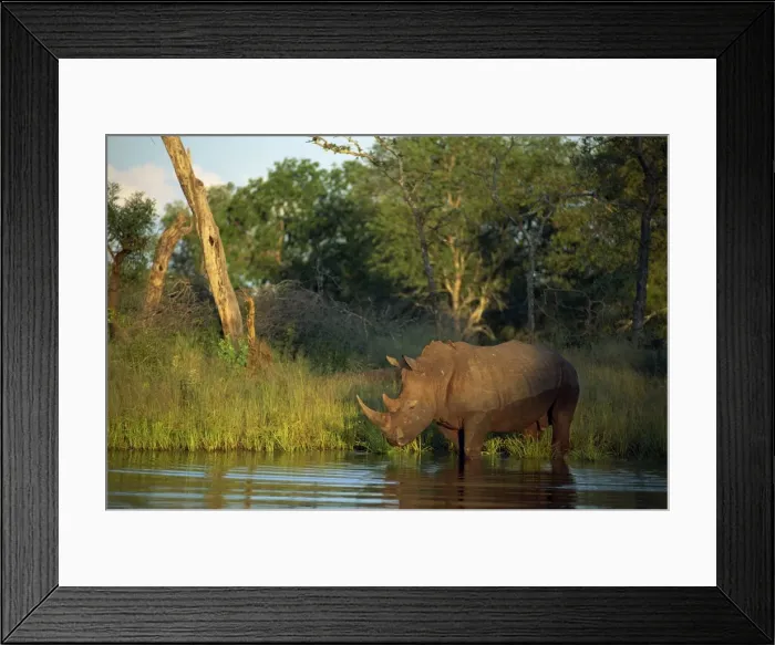 Framed Print : A single square-lipped or white rhinoceros Framed Print : A single square-lipped or white rhinoceros