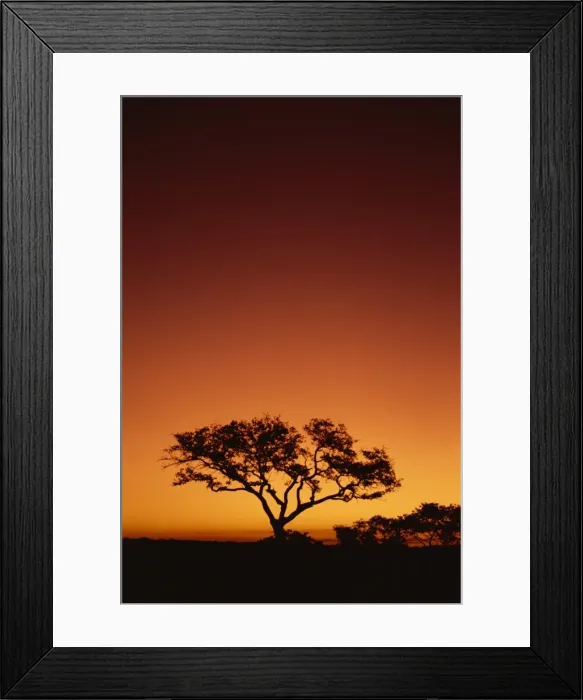 Framed Print : Single tree silhouetted against a red sunset sky in the evening Framed Print : Single tree silhouetted against a red sunset sky in the evening