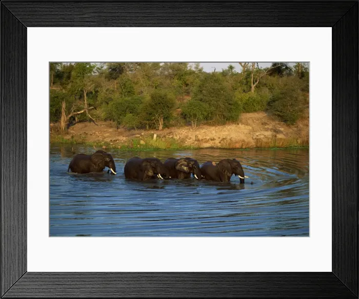 Framed Print : Small group of African elephants in water Framed Print : Small group of African elephants in water