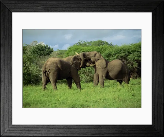 Framed Print : Two African elephants greeting