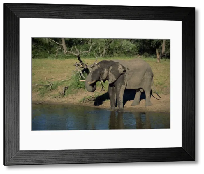 Framed Print : African elephant on the edge of water Framed Print : African elephant on the edge of water