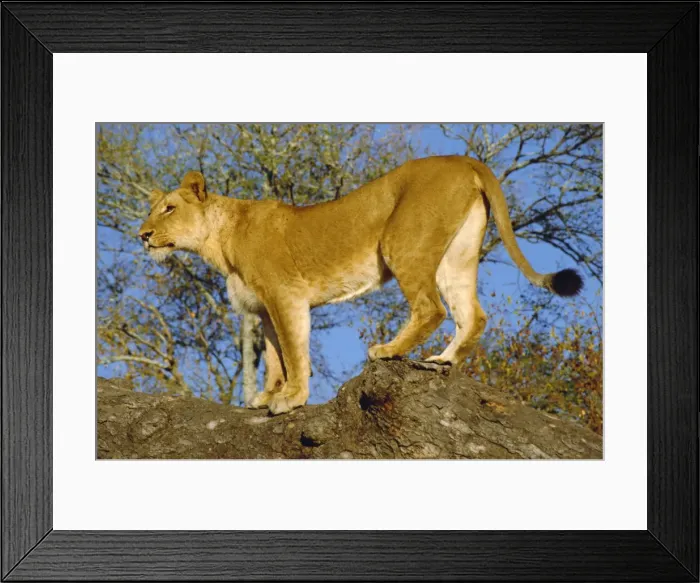 Framed Print : Lion, Kruger Park Framed Print : Lion, Kruger Park