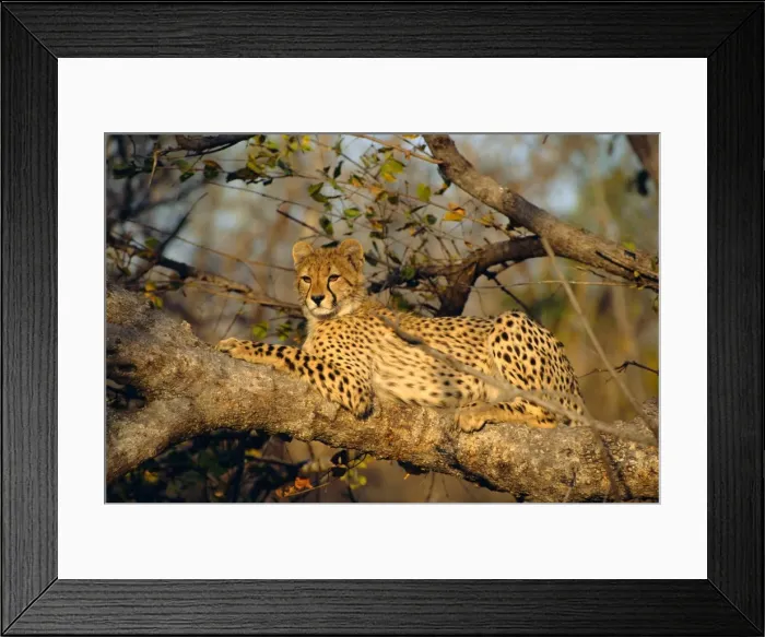 Framed Print : A Cheetah (Acinonyx jubatus) in a tree Framed Print : A Cheetah (Acinonyx jubatus) in a tree