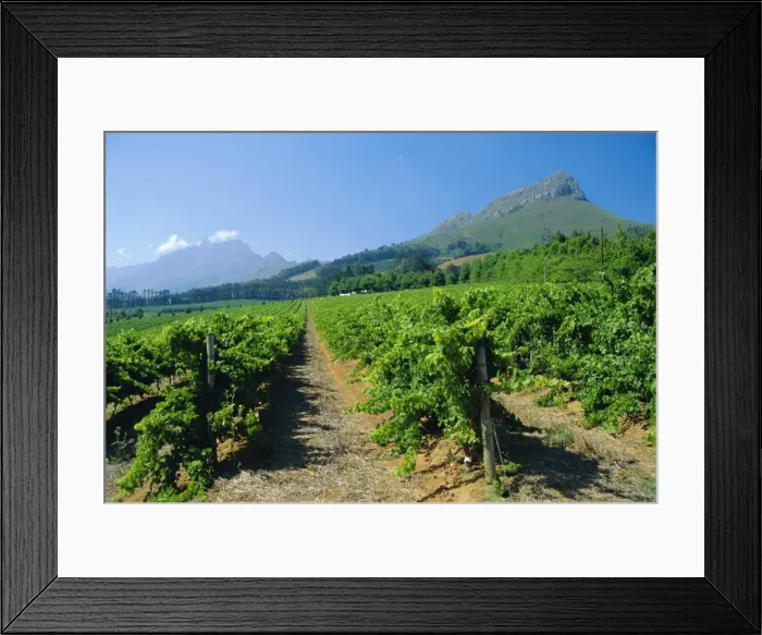 Framed Print : Cape Winelands near Stellenbosch Framed Print : Cape Winelands near Stellenbosch