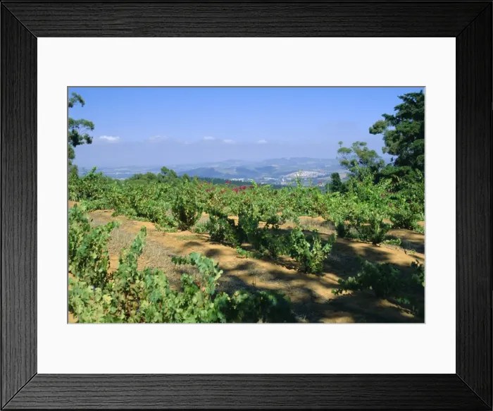 Framed Print : Vineyard, Stellenbosch Framed Print : Vineyard, Stellenbosch