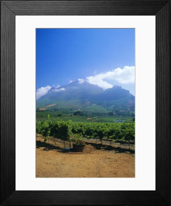 Framed Print : Vineyards in the Cape winelands Framed Print : Vineyards in the Cape winelands