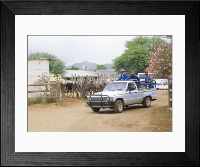 Framed Print : Ostrich farm in Oudtshoorn Framed Print : Ostrich farm in Oudtshoorn