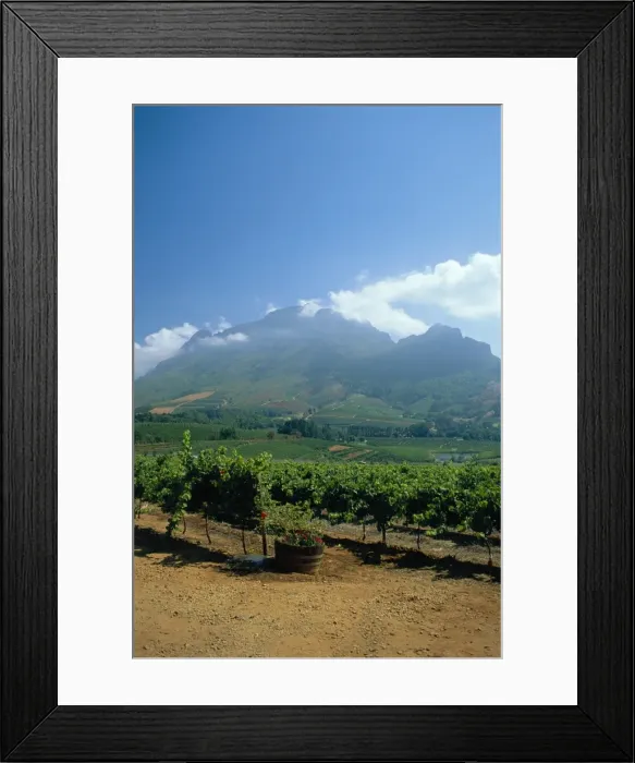 Framed Print : South Africa, Cape Winelands Framed Print : South Africa, Cape Winelands
