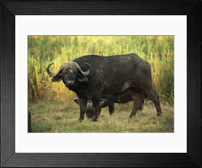 Framed Print : African buffalo (Cyncerus caffer) Framed Print : African buffalo (Cyncerus caffer)