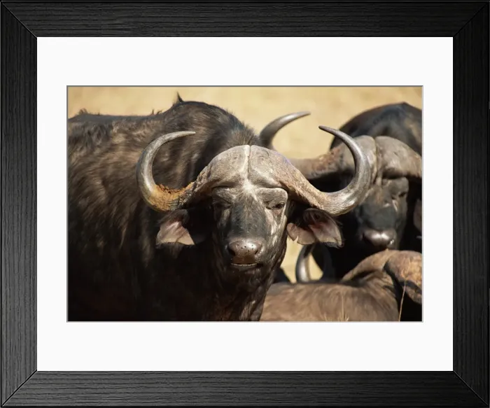 Framed Print : Close-up of African buffalo (Cyncerus caffer) Framed Print : Close-up of African buffalo (Cyncerus caffer)