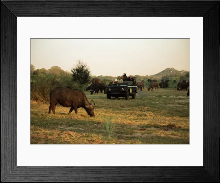 Framed Print : African buffalo (Cyncerus caffer) Framed Print : African buffalo (Cyncerus caffer)